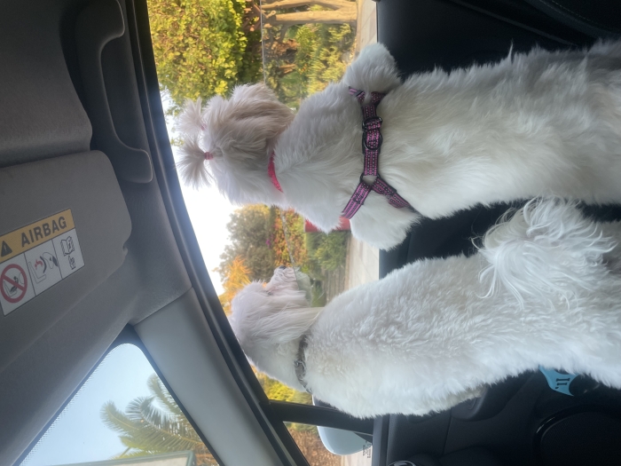Chiens à adopté