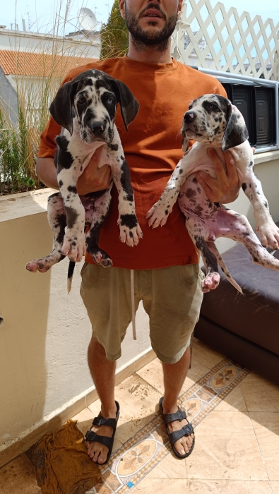 Chiots Danois / Dogue allemand