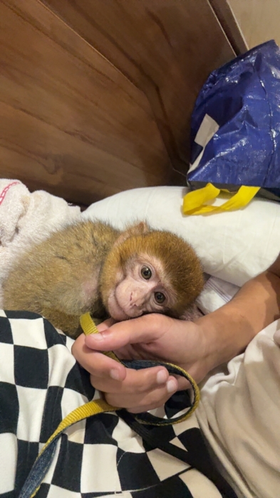 Singe
