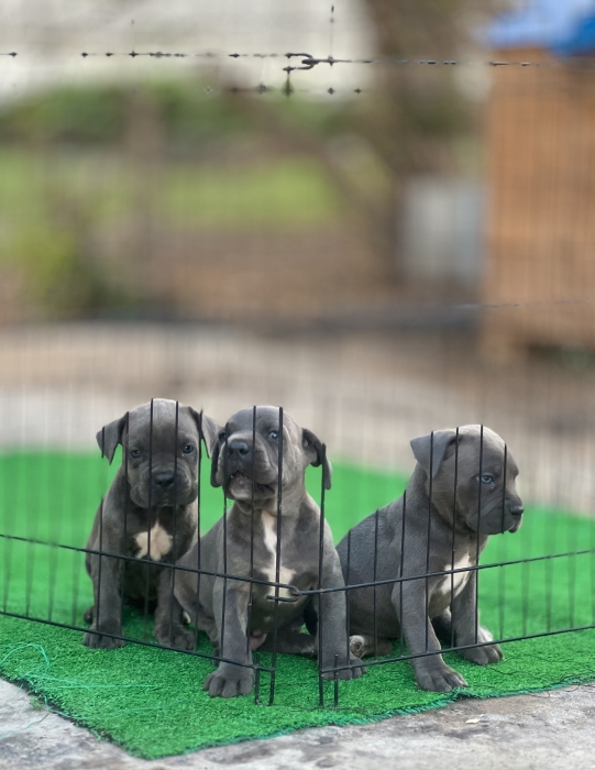 Canecorso