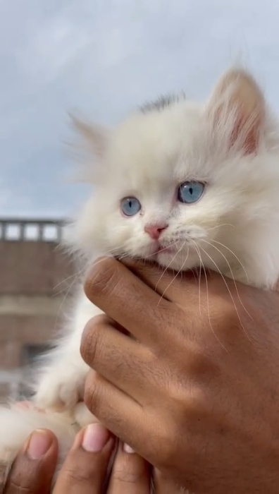Chaton Shirazi