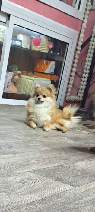 Spitz