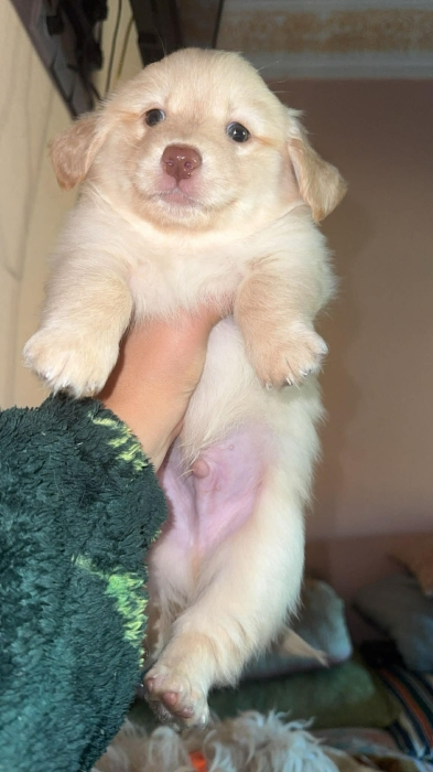 Bichon maltais
