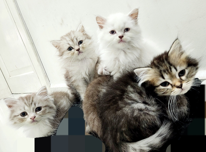 Chatons scottish pure race