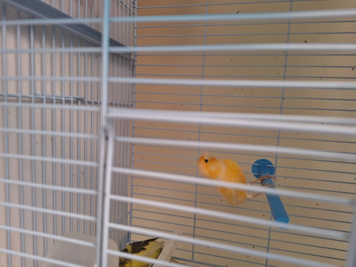 Couple canari