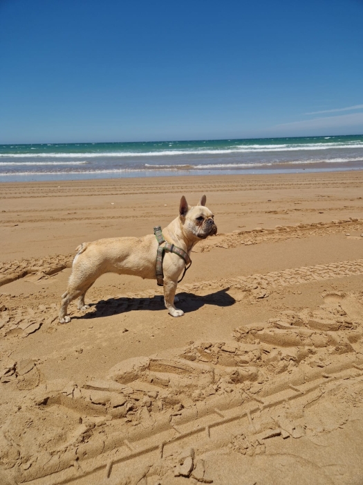 Bulldog français