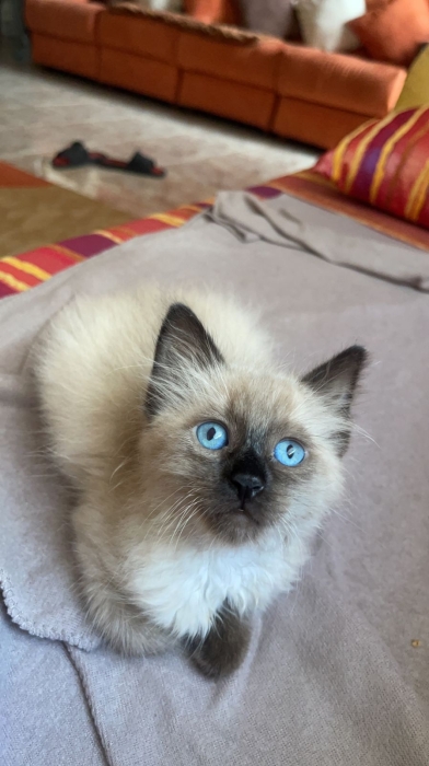Siamois pure femelle