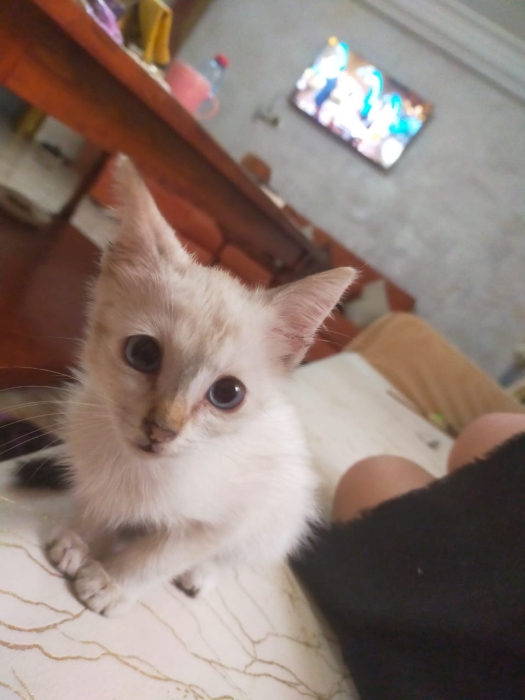 Chatte à adopter siamois