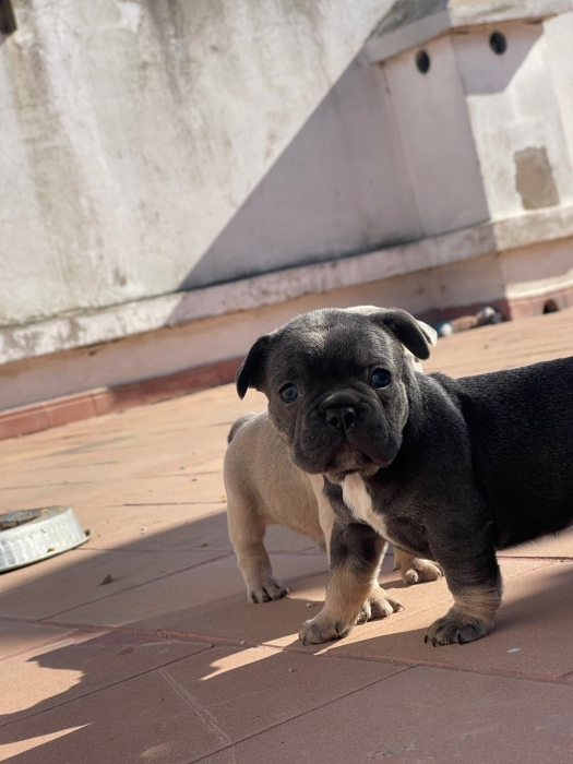Bulldog francais