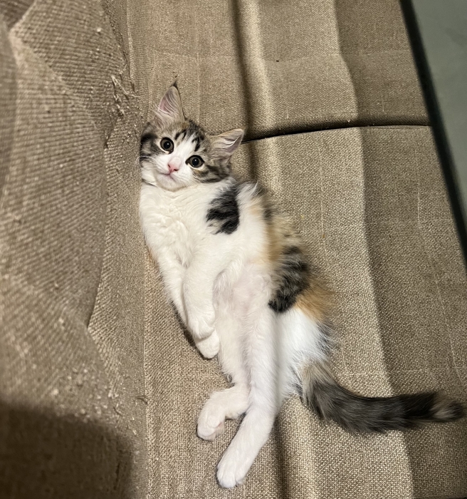 Adorable 2-Month-Old Persian Mix Kitten for Sale