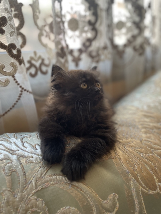 Chat persan