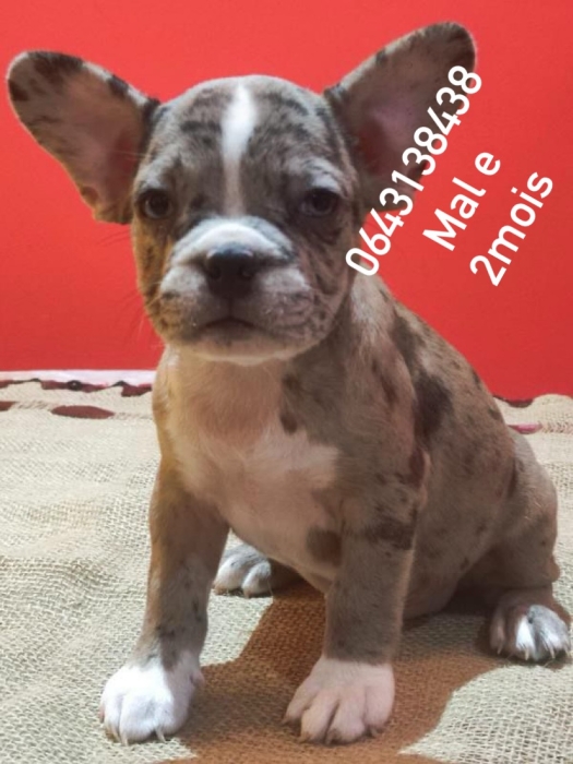 Bull dog exotic