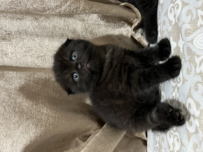 Scottish fold