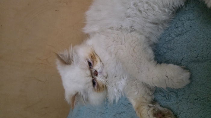 Persan