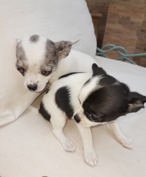 Chihuahua