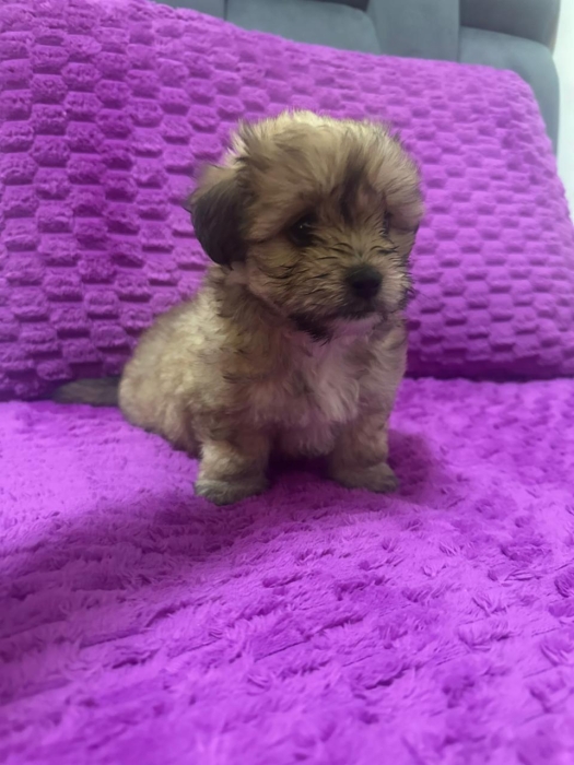 Bichon havanais
