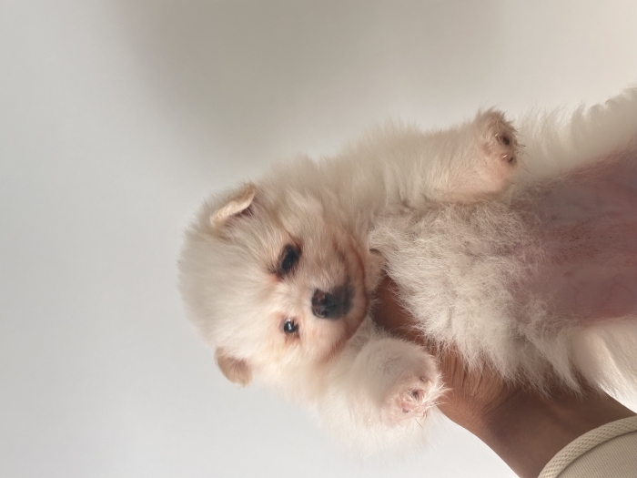 SPITZ POM femelle