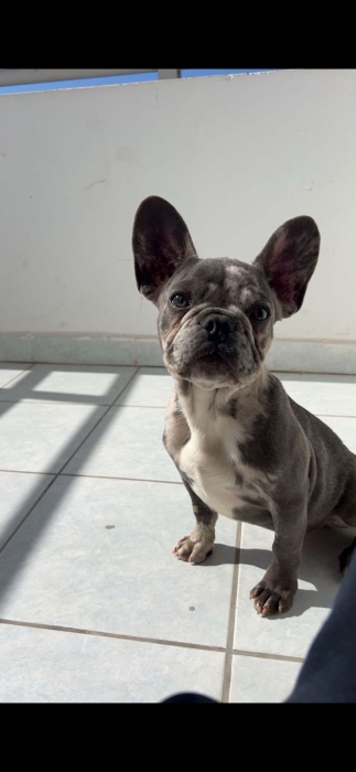 bulldog français