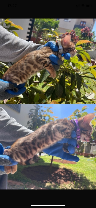 Bengal pure
