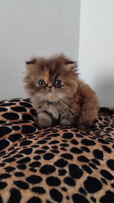 Chaton persan