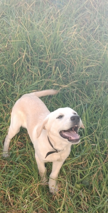 Labrador sable