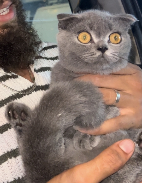 Scottish fold