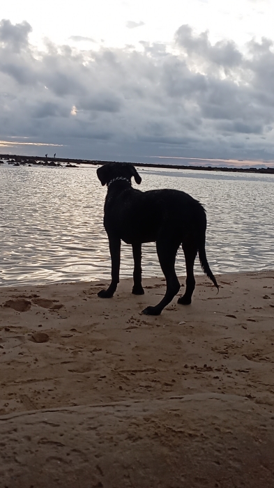 Labrador