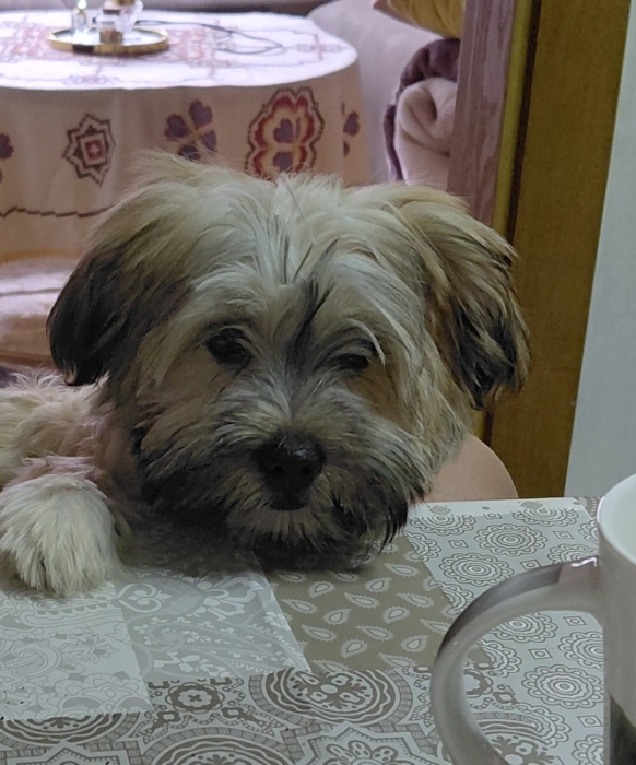Bichon havanais