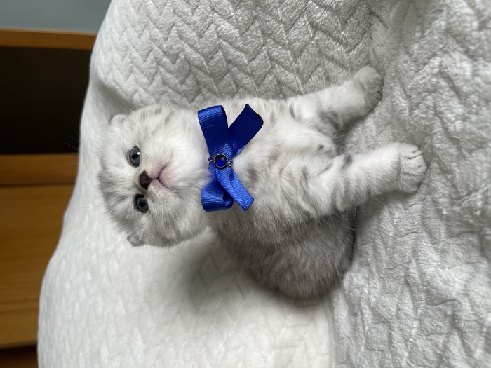 Chatons scottish folds
