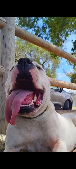 Dog argentine