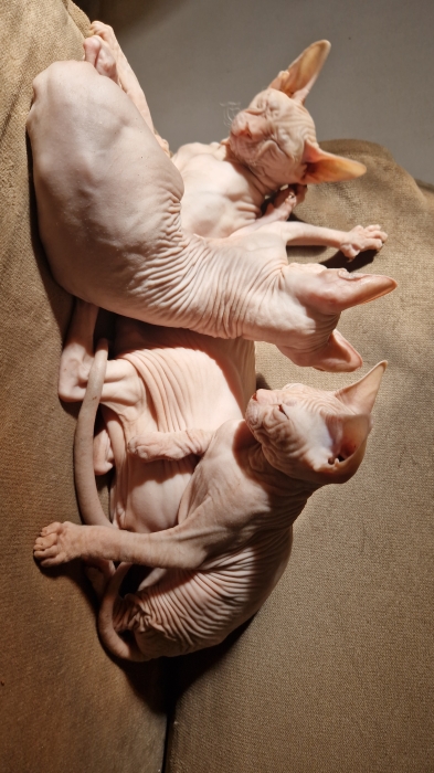 Race sphynx