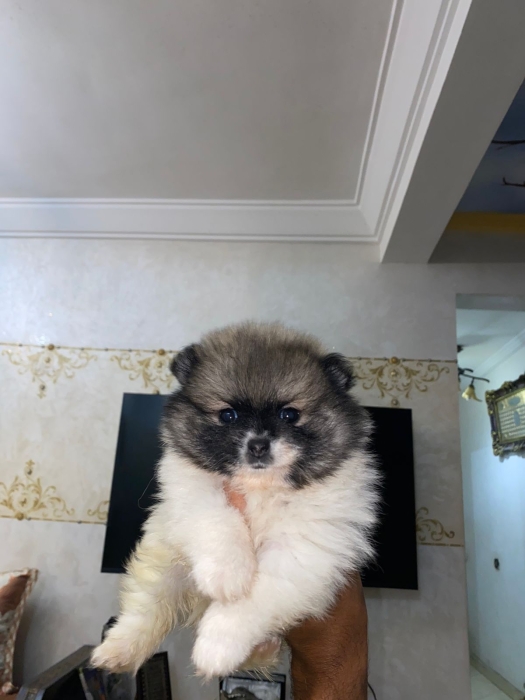 Spitz Pomeranian