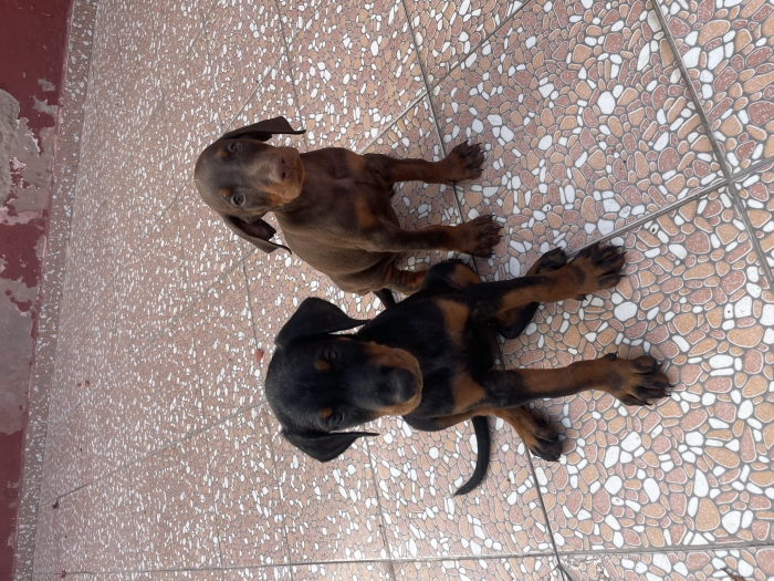 doberman