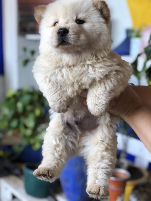 Chowchow