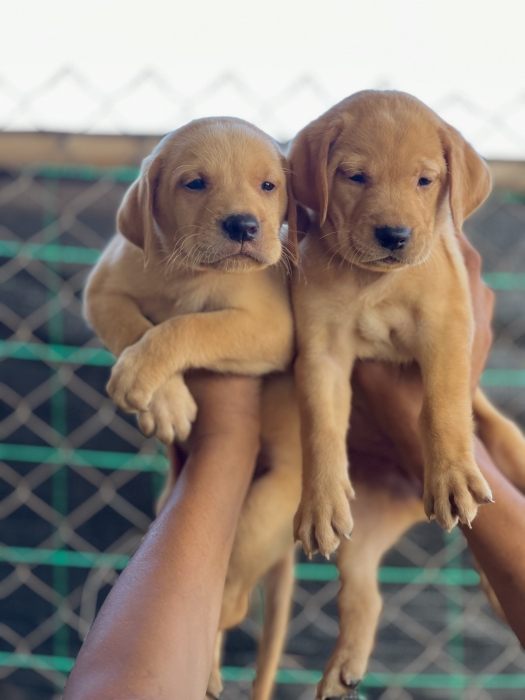 Chiot labrador