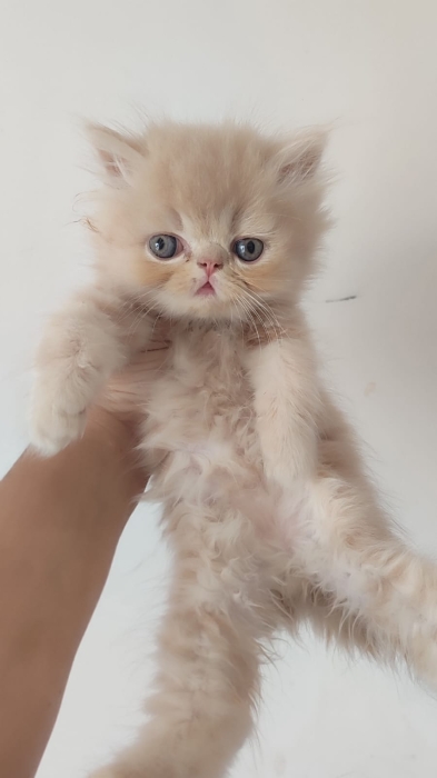 Chaton persan male