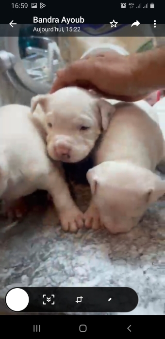 Chiot dog argentin