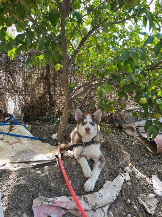 Siberian Husky