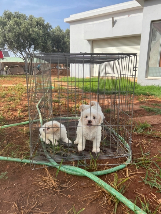 Bichon Maltais 💥