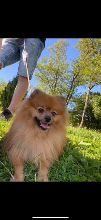 Spitz