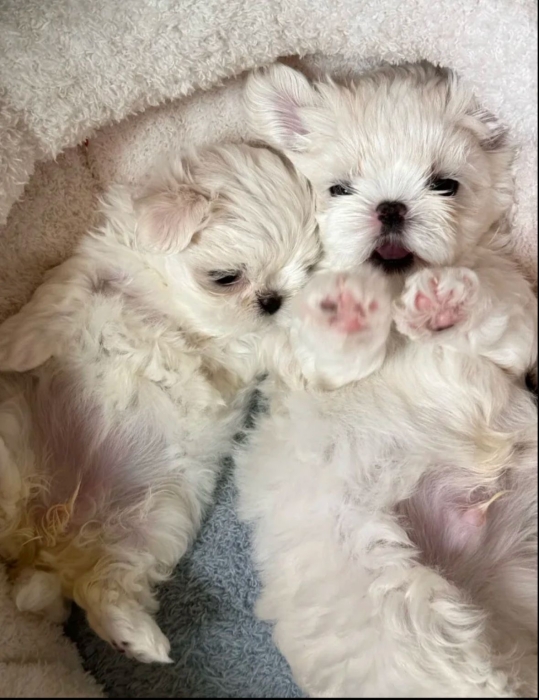 Puppy toy