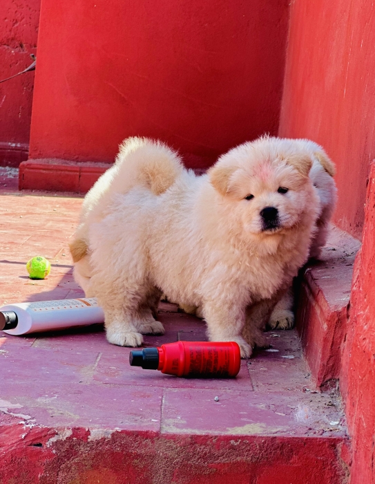 Chow chow ❤️✅