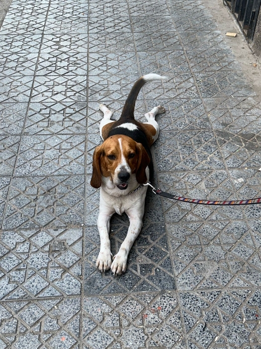 Chien begeale