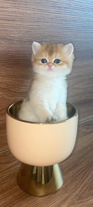 British golden