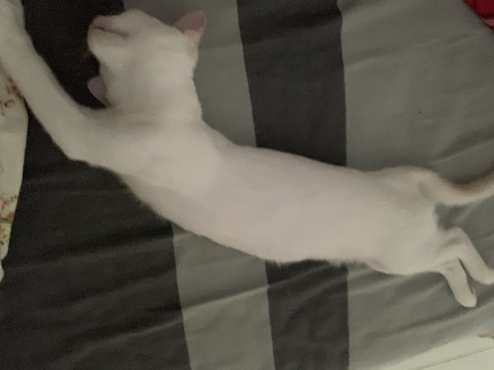 Chat