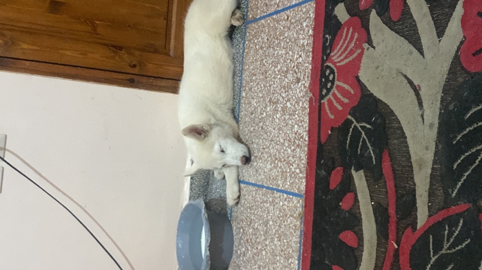 Husky Siberian