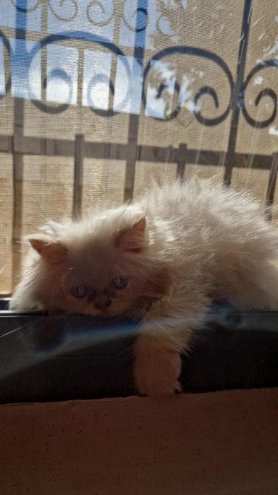 Chat persan