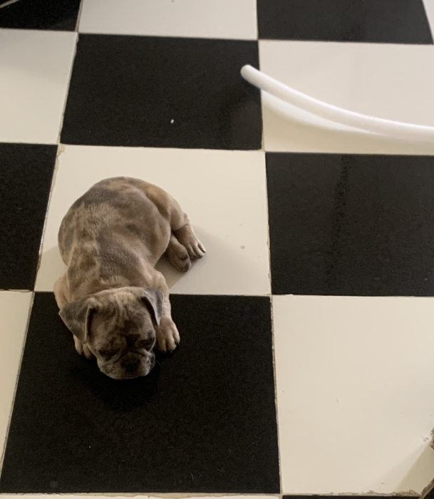 Bulldog exotic