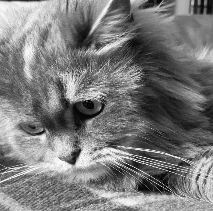 Chat persan