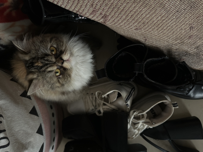 Persan chatte